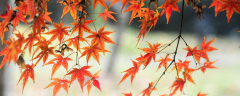 枫叶代表思念吗