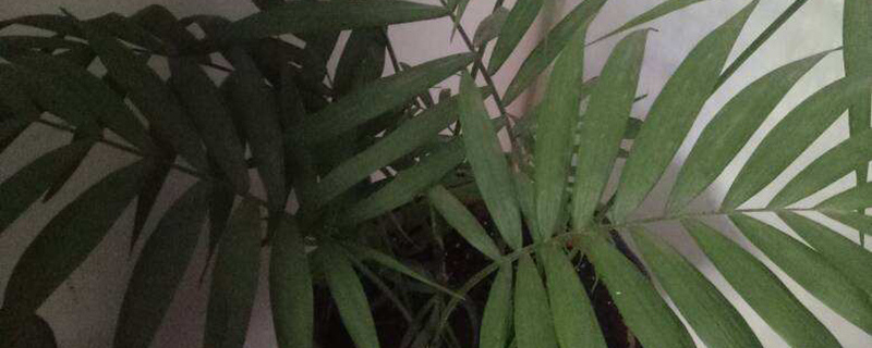 散尾葵根部会自己发芽吗
