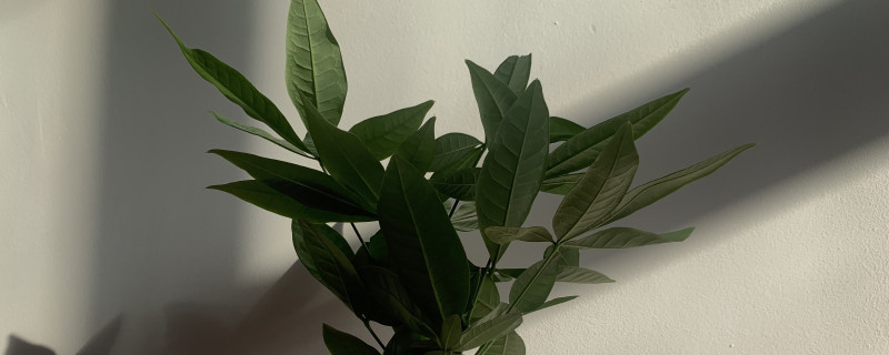 发财树有没有根
