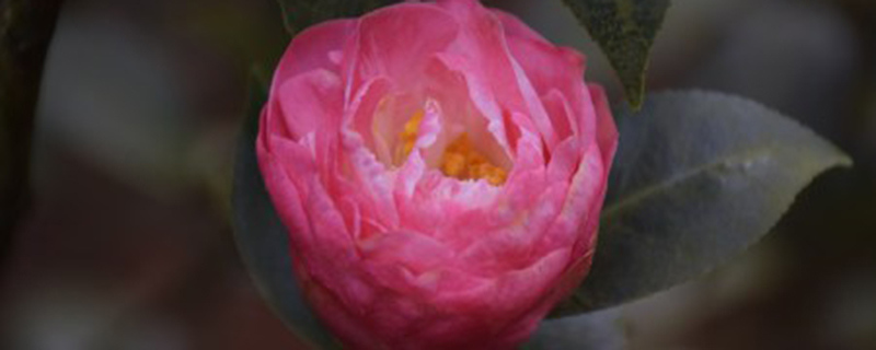山茶花有没有雄蕊雌蕊