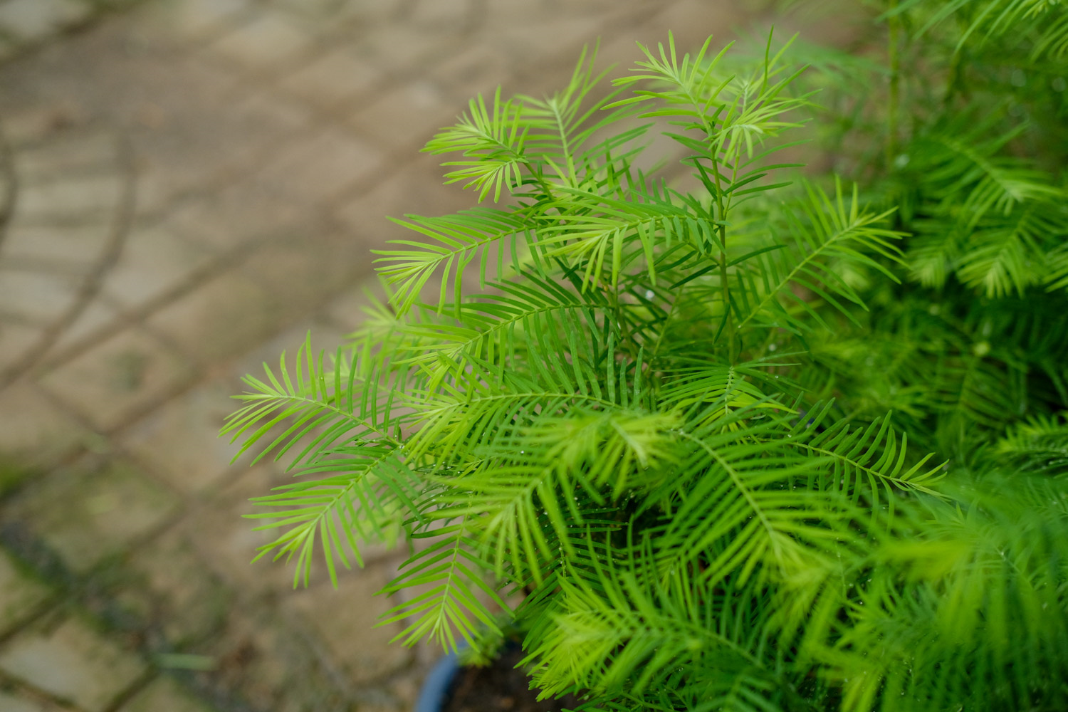 水杉 水杉