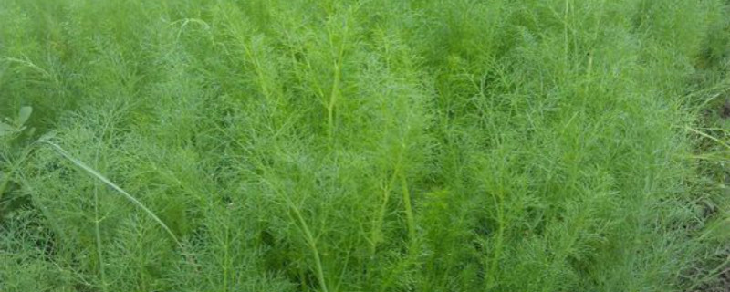 茴香是什么季节的蔬菜