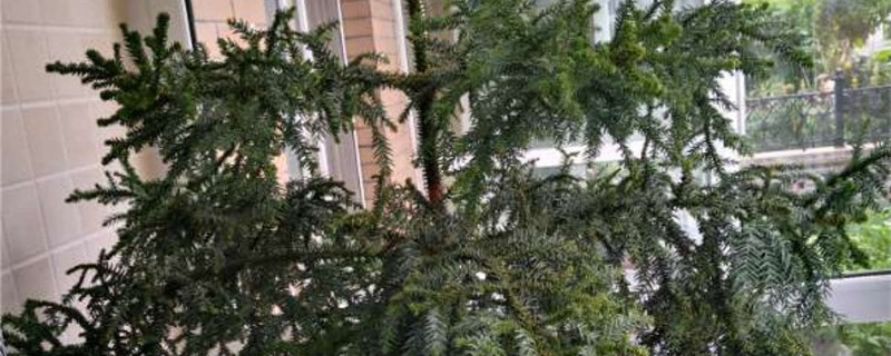 澳洲杉冬天怎么养殖 澳洲杉冬天怎么养殖