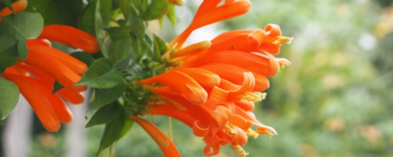 炮仗花的花语和寓意 炮仗花的花语和寓意