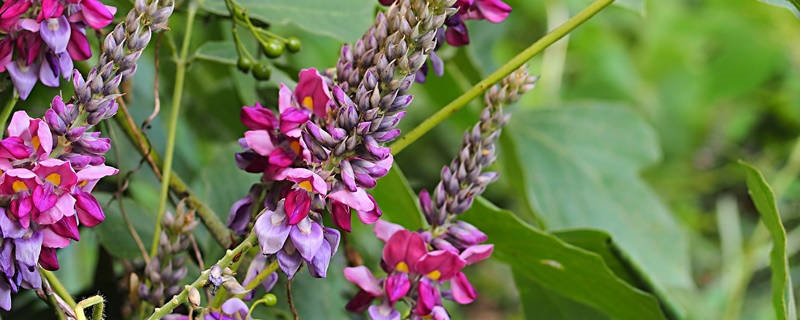 葛藤花花语 葛藤花花语