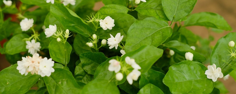茉莉花的花语和寓意 茉莉花的花语和寓意