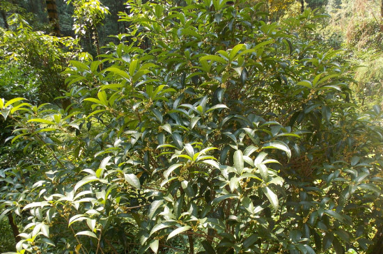 桂花树会结果吗
