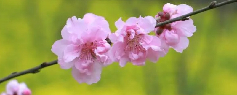 桃花是什么季节开的花
