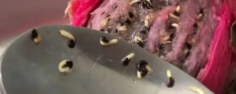 火龙果种子的特点