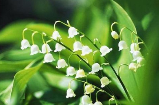 铃兰花有毒吗?