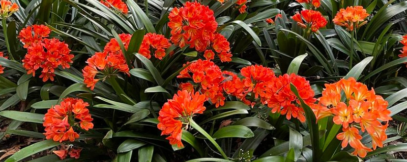 君子兰几月开花