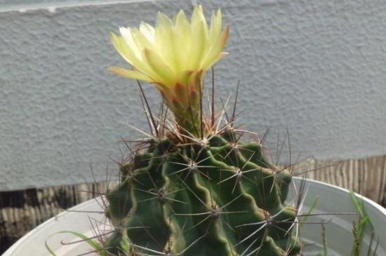 仙人球花语