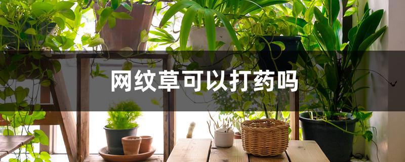 网纹草可以打药吗