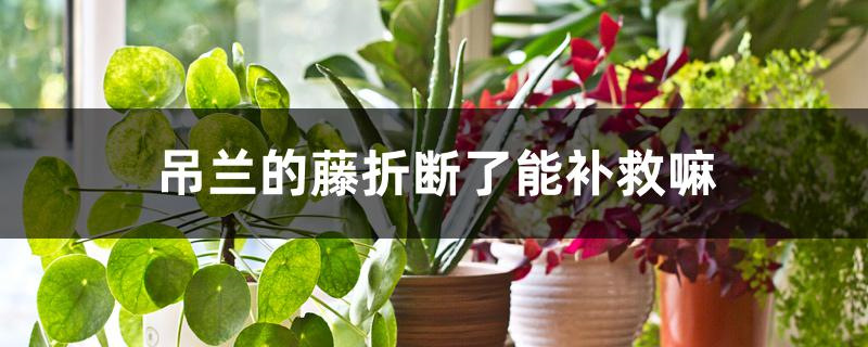 吊兰的藤折断了能补救吗