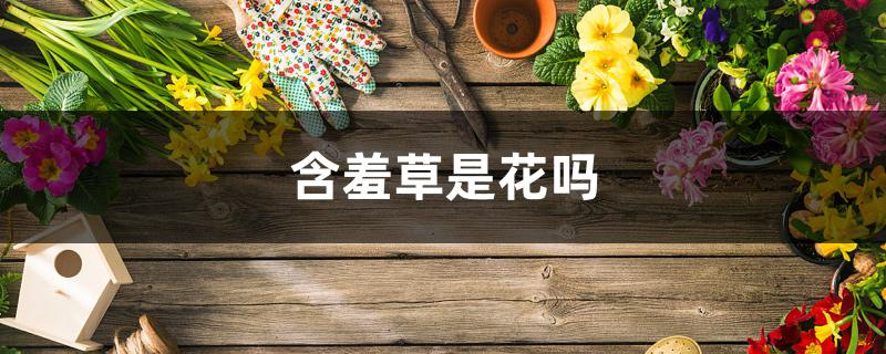 含羞草是花吗