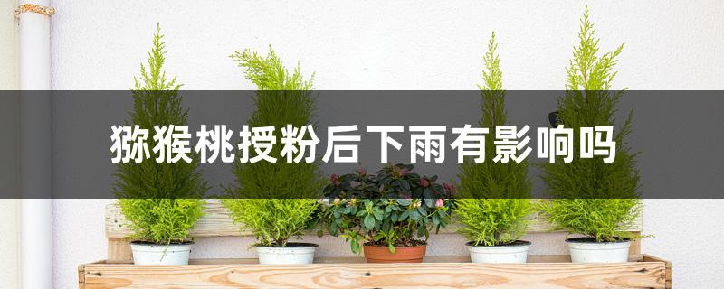 猕猴桃授粉后下雨有影响吗