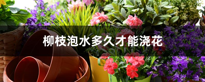 柳枝泡水多久才能浇花