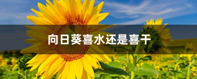 向日葵喜水还是喜干