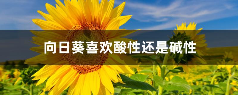 向日葵喜欢酸性还是碱性