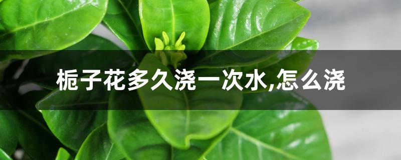 栀子花多久浇一次水,怎么浇
