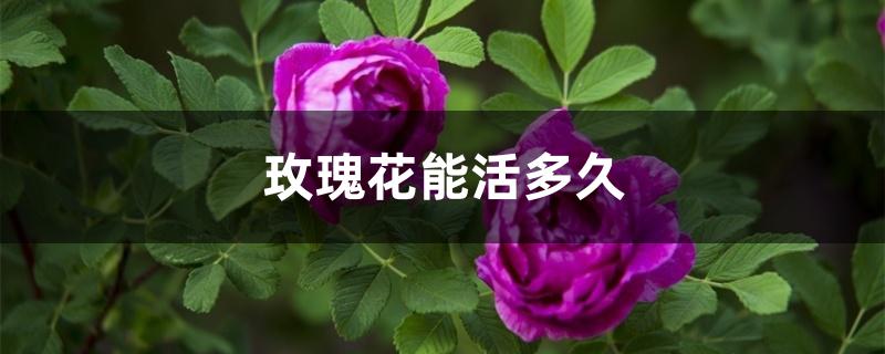 玫瑰花能活多久