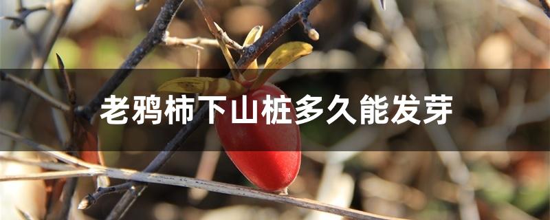 老鸦柿下山桩多久能发芽
