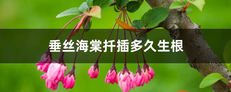 垂丝海棠扦插多久生根