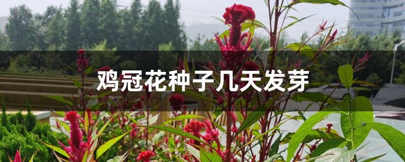 鸡冠花种子几天发芽