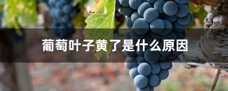葡萄叶子黄了是什么原因