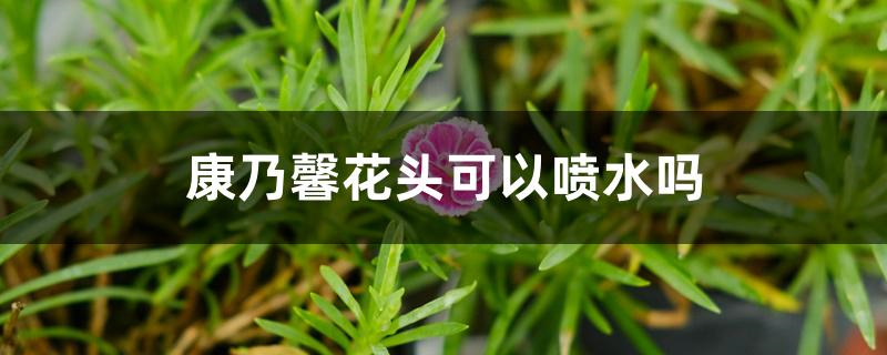 康乃馨花头可以喷水吗