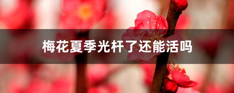 梅花夏季光杆了还能活吗