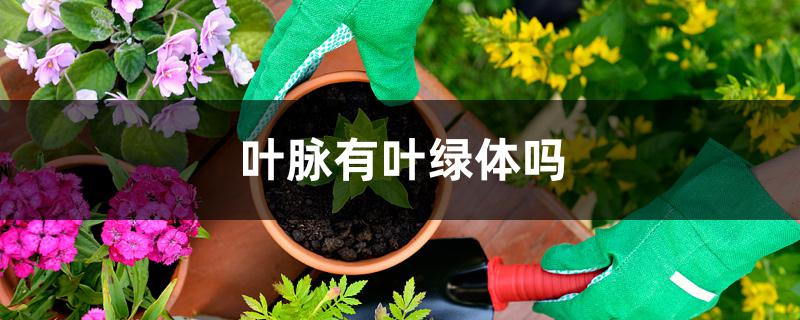 叶脉有叶绿体吗