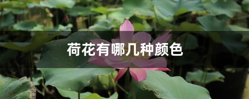 荷花有哪几种颜色