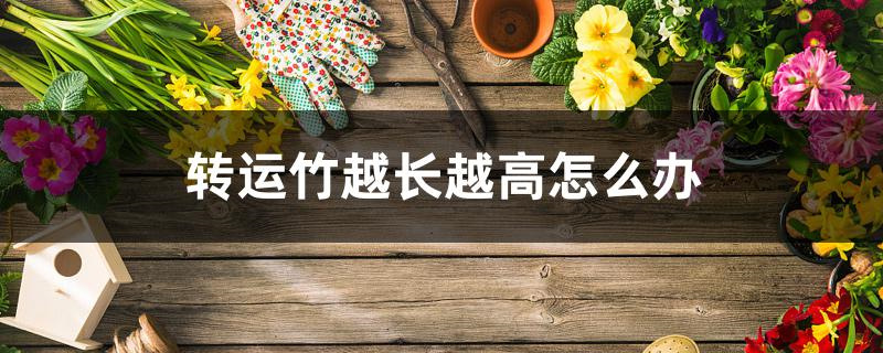 转运竹越长越高怎么办