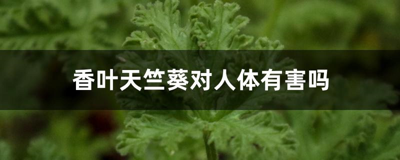 香叶天竺葵对人体有害吗