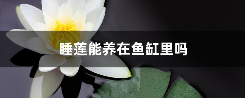 睡莲能养在鱼缸里吗