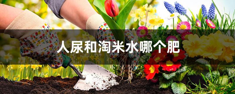 人尿和淘米水哪个肥