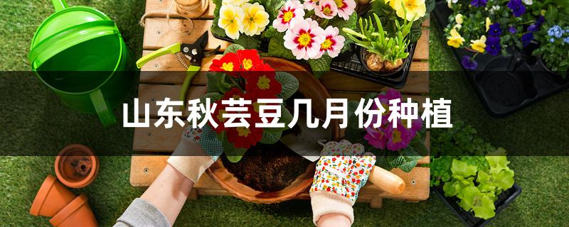 山东秋芸豆几月份种植