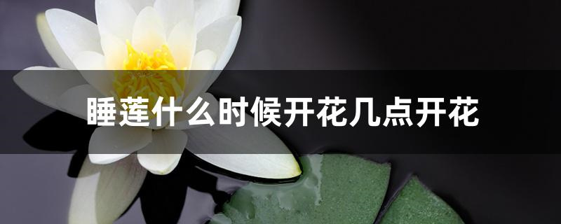 睡莲什么时候开花几点开花