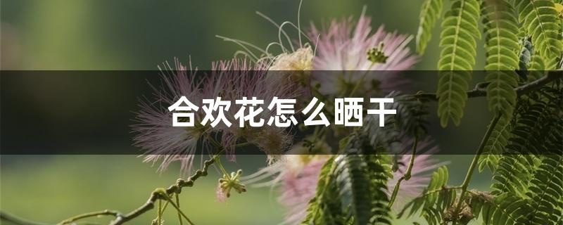 合欢花怎么晒干