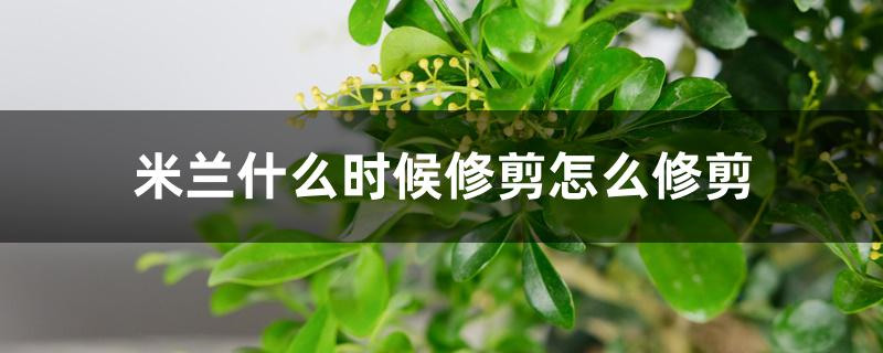 米兰什么时候修剪怎么修剪