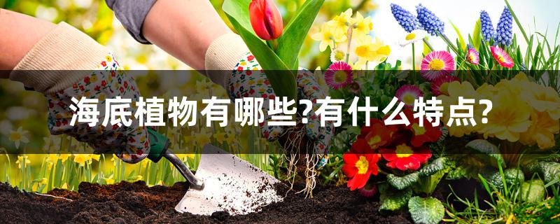 海底植物有哪些?有什么特点?