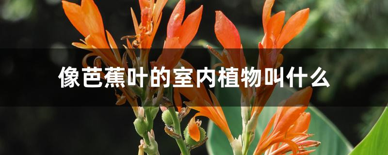 像芭蕉叶的室内植物叫什么