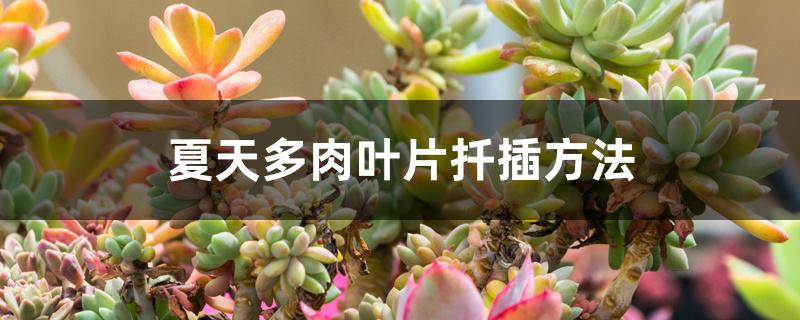 夏天多肉叶片扦插方法