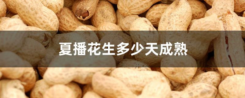 夏播花生多少天成熟