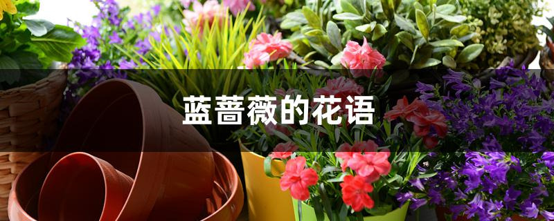 蓝蔷薇的花语