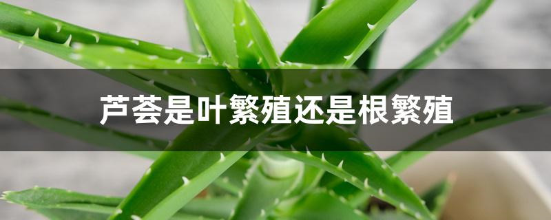 芦荟是叶繁殖还是根繁殖