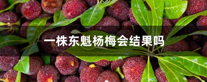 一株东魁杨梅会结果吗