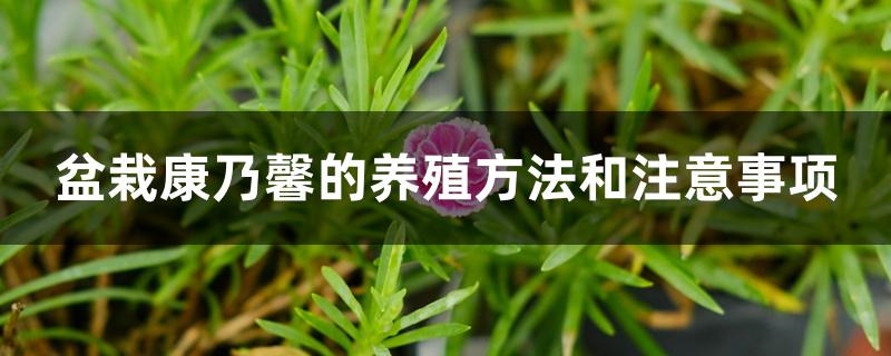 盆栽康乃馨的养殖方法和注意事项