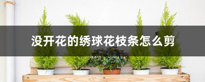 没开花的绣球花枝条怎么剪